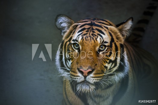 Picture of Siberian tiger sitting in water